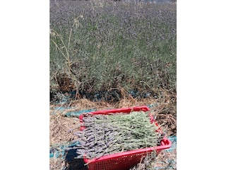 Lavendel-Ernte