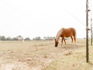 Vakantiehuis Burg auf Fehmarn Omgeving 27