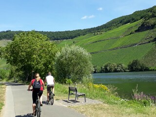 Moselradweg in Piesport