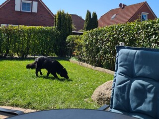 Rasenfläche zum Spielen, Schnüffeln und Relaxen