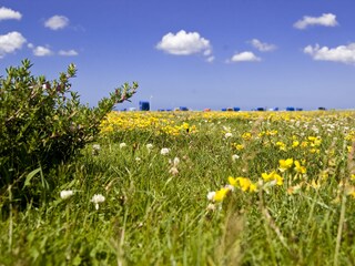 Blütezeit auf den Strandwiesen
