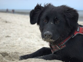 Hundestrand in Neßmersiel