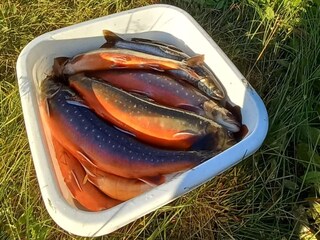 Vakantiehuis Welt  22