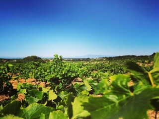 Villa Rochefort-du-Gard Environnement 29