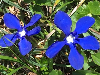 Schöne Blumen am Wanderwegen