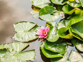 Chalet Noordwijk Außenaufnahme 7