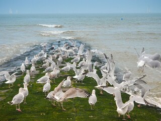 Parc de vacances Westende Environnement 31