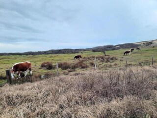 Vakantiepark Vrouwenpolder Omgeving 31