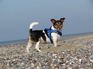 Holiday park Vrouwenpolder  36