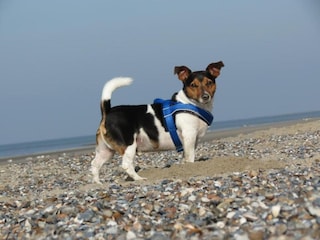 Ferienpark Vrouwenpolder  39