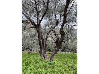 Landhaus Civezza Außenaufnahme 13