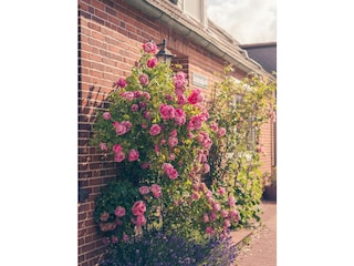 Ferienhaus Oldenswort Außenaufnahme 3