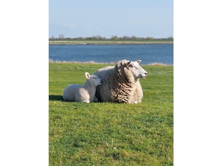 Ferienhaus Oldenswort Außenaufnahme 23