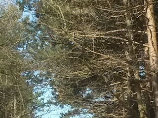 Weg zur Duhner Heide