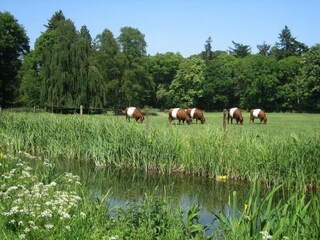 Parc de vacances Lochem Environnement 37