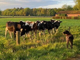 Parc de vacances Lochem Environnement 16