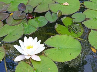 Vakantiepark Markelo Buitenaudio-opname 3