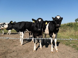 Vakantiepark Winssen Omgeving 19