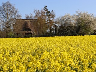 Rapsfeld hinterm Haus