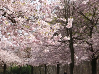 wenn die Kirschbäume blühen