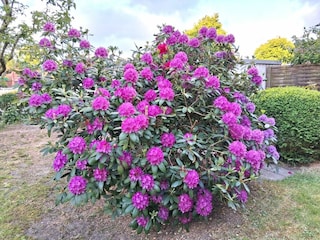 Ferienwohnung Norddeich Außenaufnahme 22