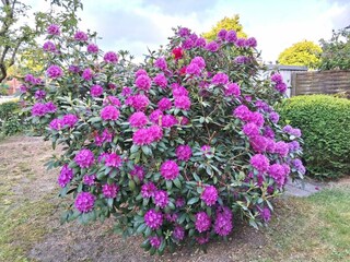 Ferienwohnung Norddeich Außenaufnahme 19