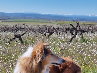 19_Hausrunde  Blick Pyrenäen