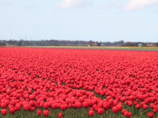 Vakantiehuis Julianadorp Omgeving 27