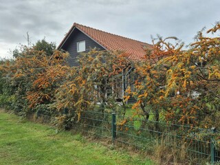 Vakantiehuis Julianadorp Buitenaudio-opname 8