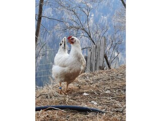 Vakantieappartement Ultental Omgeving 34