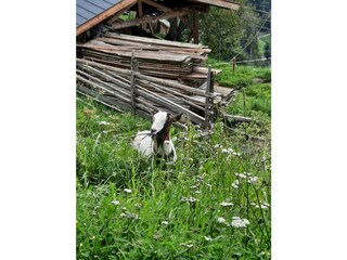 Appartamento per vacanze Ultental Ambiente 35