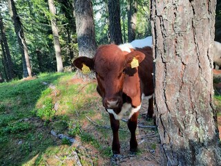 Appartamento per vacanze Ultental Ambiente 37