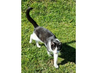 Unsere kleine Katze Sammy