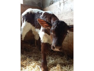 Karl unser jüngstes Kälbchen