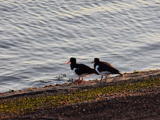 Austernfischer am Ufer