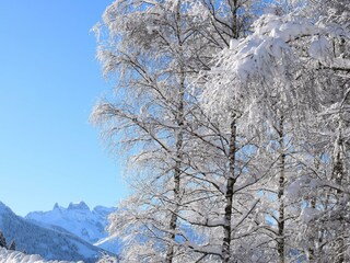 DreiTürmeBäume