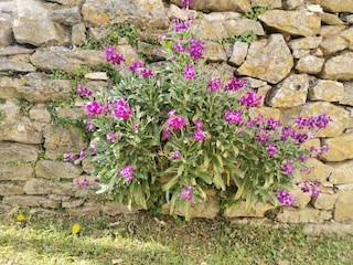 Blumen
