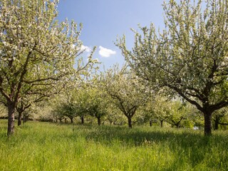 Appartamento per vacanze Daisendorf Ambiente 16