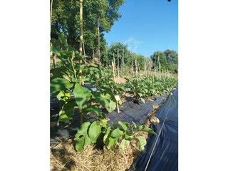 Bungalow Anagni Environment 10