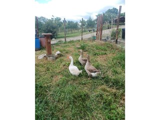 Bungalow Anagni Environment 12