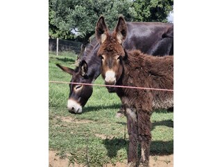 Bungalow Anagni Environment 17