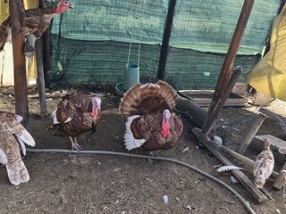 Bungalow Anagni Environment 18