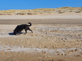 Mit dem Hund zum Strand