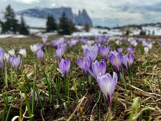 Frühling auf der Seiser Alm