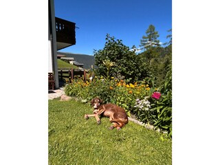 Comfort for you and your beloved four-legged friend.