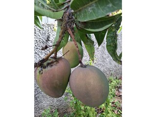 Mangos
