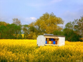 Rapeseed fields