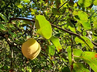 Gartenimpressionen