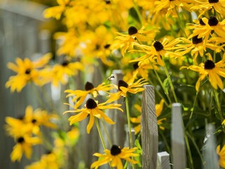 64) Blumen