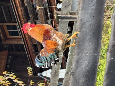 M. Christoph Lochner